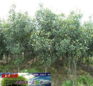 供應8-1-150-200cm高桿紅葉石楠 園林景觀的優選植物