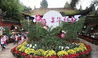 昆明中秋賞菊正當時，曇華寺公園精品科普菊花展盛大開幕