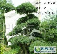 泰安千百卉園林 專業供應各類綠化苗木，打造綠色生態家園