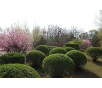 自家苗圃低價(jià)批發(fā)紅葉石楠球，優(yōu)質(zhì)綠化工程景觀苗木盆栽，成活率高——瀏陽(yáng)市柏加鎮(zhèn)文凱苗圃產(chǎn)品推薦