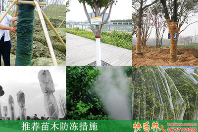 冬季園林綠化防寒指南 常用物資與苗木養護策略